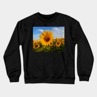 Colby Farms Sunflower Field Newbury MA Sunrise Crewneck Sweatshirt